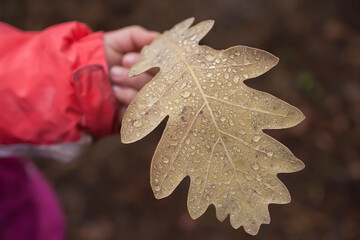 
Dry leaf with raindrops