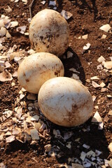 ostrich eggs in Pongola, south africa