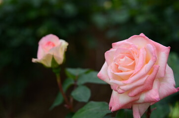 与野公園のバラ