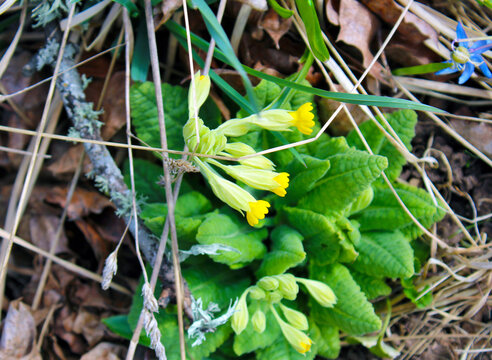 Primula veris