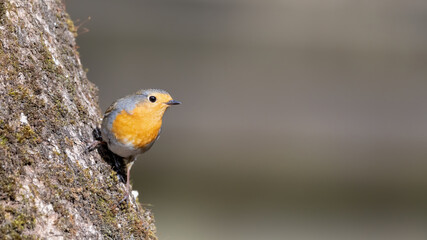 bird, robin, natur, wild lebende tiere, tier, rot, wild, ast, baum, winter, garden, schnabel, bird,