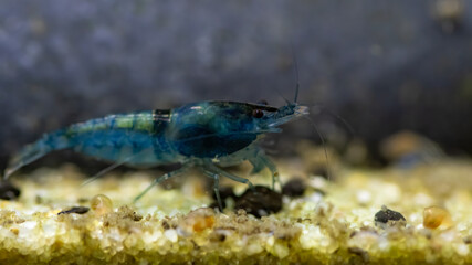 fisch, tier, angeln, wasser, aquarium, natur, isoliert, unter wasser, meer,