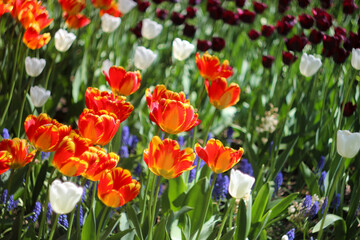 orange flower, tulip bed, orange tulips, garden blooming, flower lawn