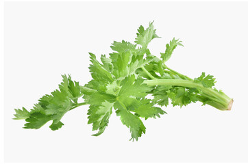 fresh celery with leaves isolated on white background