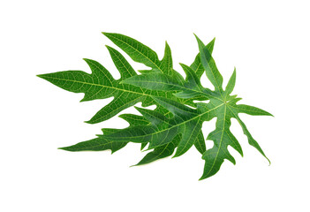 Fototapeta premium papaya leaf, green papaya leaf isolated on the white background