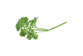 fresh parsley isolated on white background