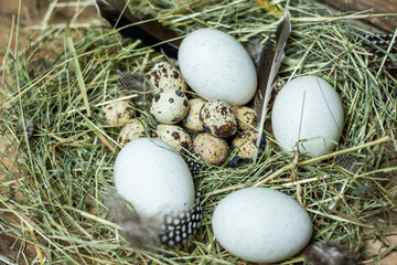 Naklejka na ściany i meble Ostereier im natürlichen Nest aus Heu, verschiedene Eier von Wachtel, Fasan, Huhn, Ente und Gans