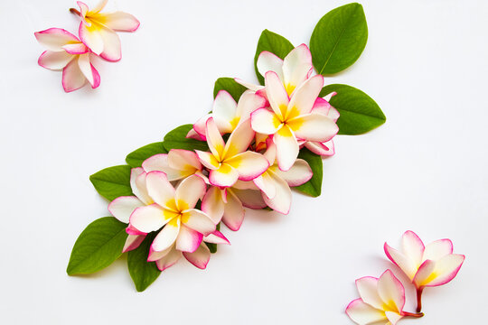 colorful flowers frangipani local flora of asia in spring season arrangement  flat lay postcard style on background white