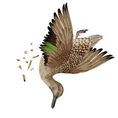 la chasse, tirer, canard, sarcelles, femelle, mâle, volant, ciel, vol, atteindre, tuer, oiseau, animal, nature, ailes, faune, bleu, blanc, sauvage, mer, oie, empennage, liberté, mouche, aigle, rapace,