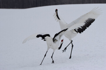 birds in snow, dancing Japanese Cranes in Hokkaido, Japan　丹頂鶴求愛ダンス　北海道