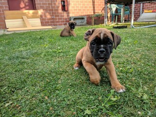 wild young small boxer puppy dog wants to play running in the garden outside with another sibling in the background sitting in the grass