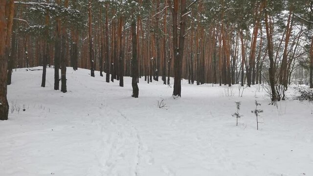 Pine forest in winter, many trees. Nature and cold
