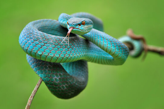 viper snake on the wood