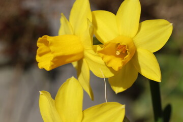 早春の花壇に咲くミニ水仙（テターテート）の黄色い花