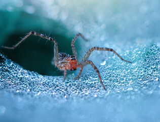 spider on the dew