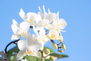 Pretty white flowers of a Phalaenopsis orchid plant (Orchidaceae) with most of its buds open and some closed with a nice blue sky in the background