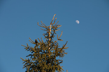 The top of a fir tree on a branch sits a bird against a clear sky and the moon