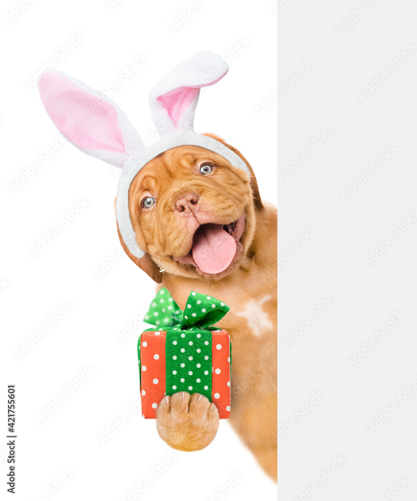 Poster happy puppy wearing easter rabbits ears holds gift box and looks from behind empty white banner. iso