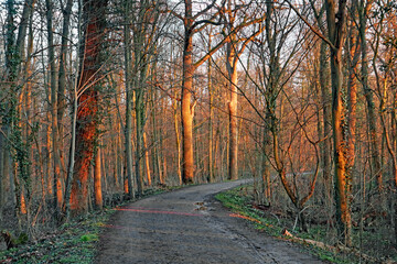 Fototapeta premium Wald im Abendlicht