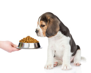 Owner feeds beagle puppy with dry food. isolated on white background