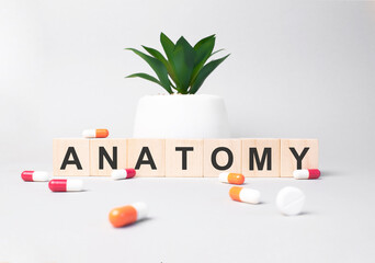 Word anatomy made from wooden letters on grey backgound. Plant on backgound. Medical concept