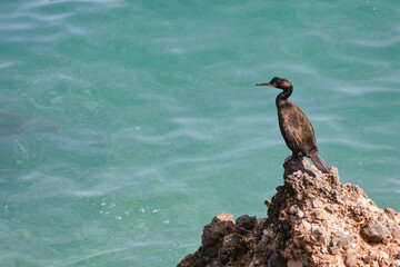Cormorán grande