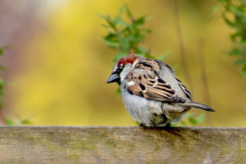 Spatz auf dem Gartenzaun