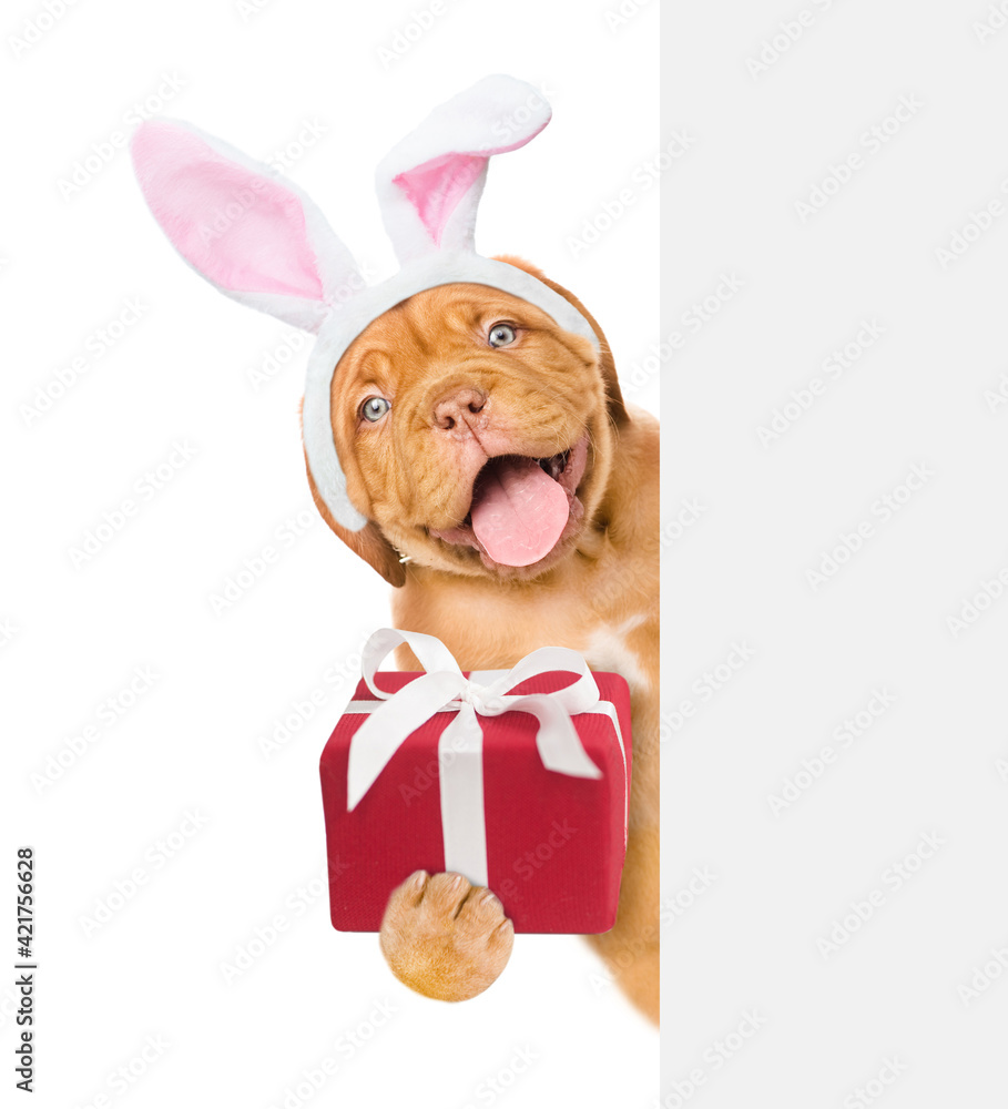 Poster happy puppy wearing easter rabbits ears holds gift box and looks from behind empty white banner. iso