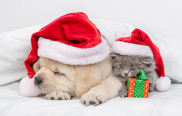 Golden retriever puppy and kitten wearing red santa's hats sleep together with gift box on a bed at home