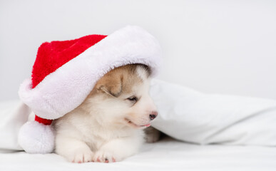 Alaskan malamute puppy wearing red santa's hat lies under warm blanket on a bed at home and looks away on empty space