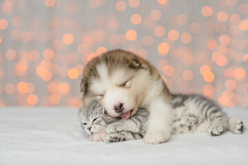 Fototapeta na wymiar Alaskan malamute puppy hugs kitten on festive background. Pets sleep together