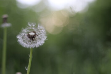 dandelion on green background