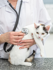 Close up vet doctor is making a check up of a cute kitten with stethoscope at clinic