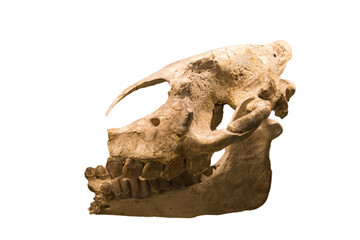 The skull of the giant hornless rhinoceros Indricotherium (Latin: Indricotherium transouralicum) is isolated on a white background. Paleontology Late Pleistocene fossil animals.