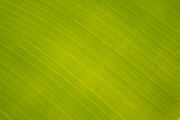 Texture background of Banana leaves fresh green Leaf