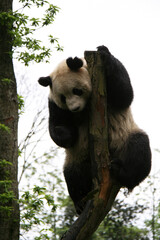 giant panda in china 