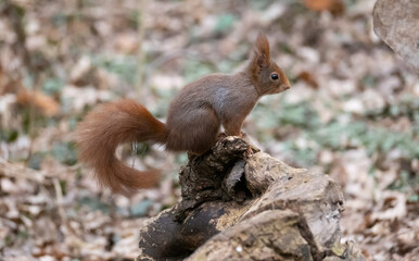 Eichhörnchen
