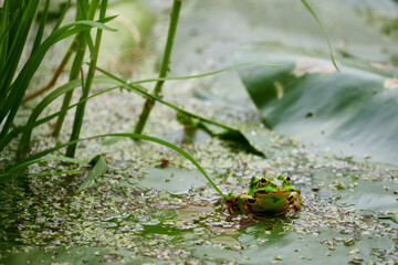 Spring frogs come to life, start mating, croak loudly, mate in pairs, the whole pond buzzes with their joyful frolics and games.
