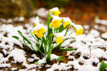 Osterglocken Osterblumen Schnee Blumen Frühling