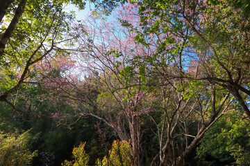 Beautiful nature with Bright green forest, cherry blossom