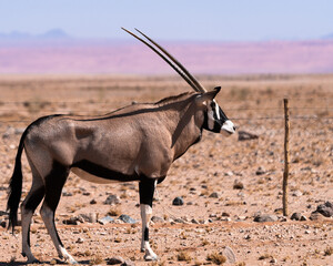 Oryx