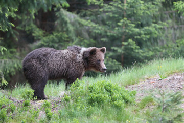 A beautiful brown bear (ursus arctos )in a natural environment at the edge of a meadow