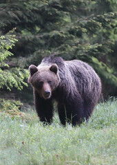 A beautiful brown bear (ursus arctos )in a natural environment at the edge of a meadow