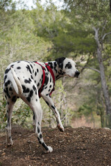 Dog catch red-handed with a funny face. Dalmata catch out and looks surprised. 