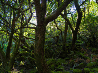 Natural forest with sun rays between branches