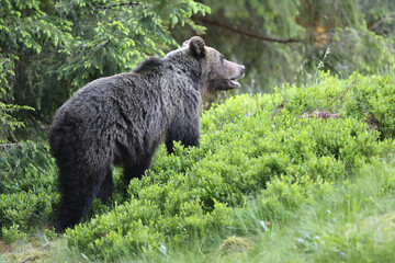 Fototapeta premium A beautiful brown bear (ursus arctos )in a natural environment at the edge of a meadow