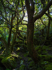 Obraz premium Natural forest with sun rays between branches