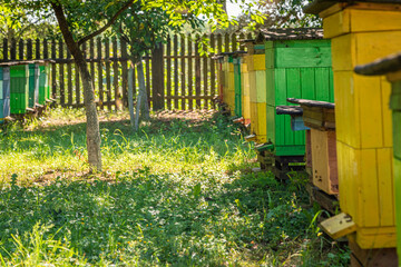 Colorful beehives in summer. Ecological and natural beekeeping.