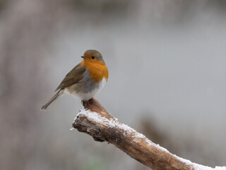 Rotkehlchen 