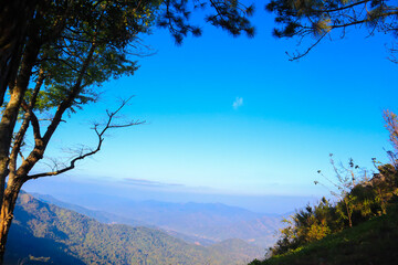 Nature, tree with bright sky, sunny, fog, clouds